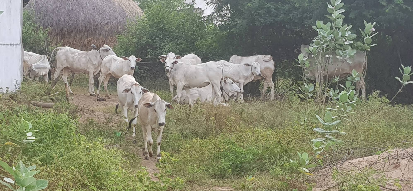 Cows at the Ashram Go Shaala