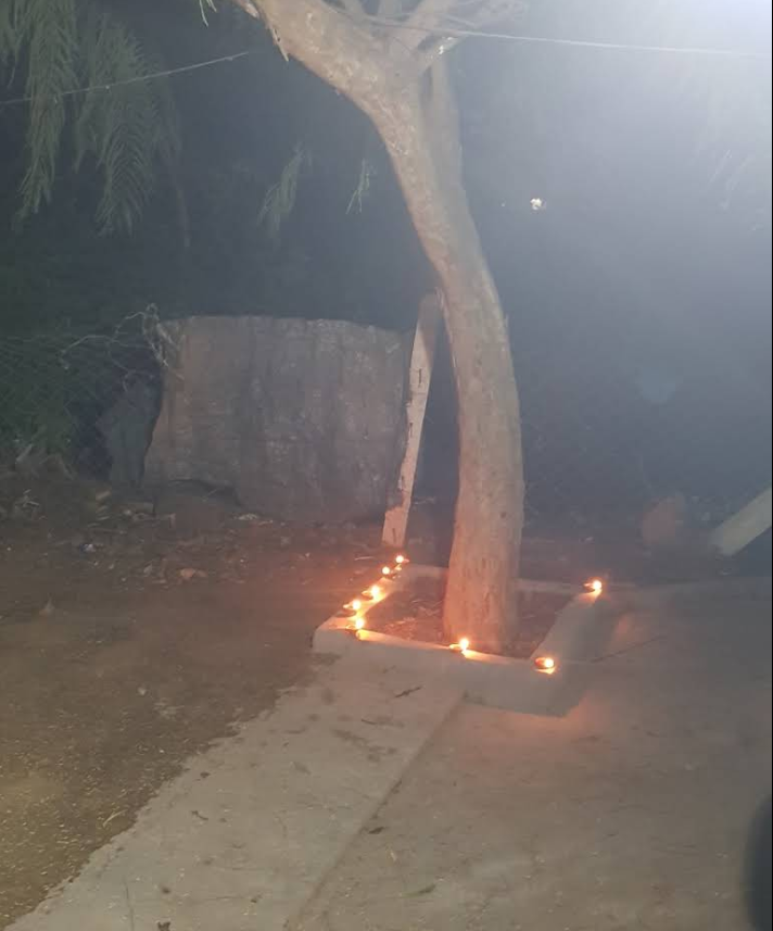 A holy tree lit with lamps at the Ashram